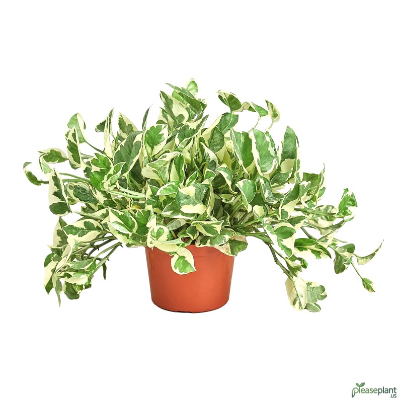 Pothos N’Joy vs Pearls and Jade: Key Differences