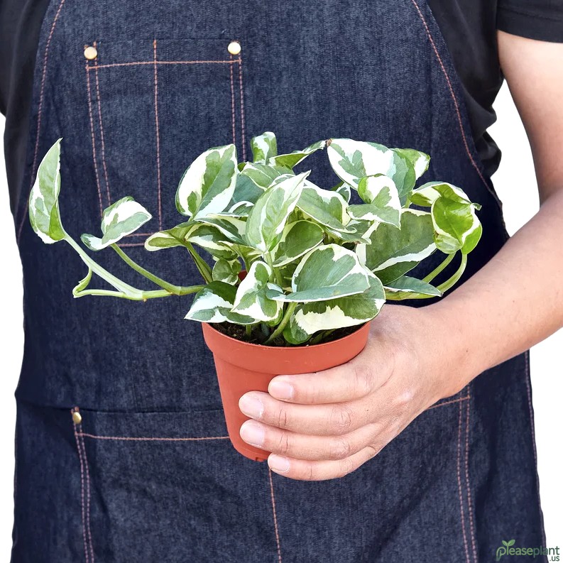 Pothos N'joy - Babyplant 3