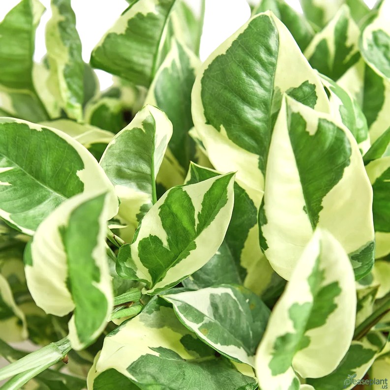 Pothos N'joy - Babyplant 4