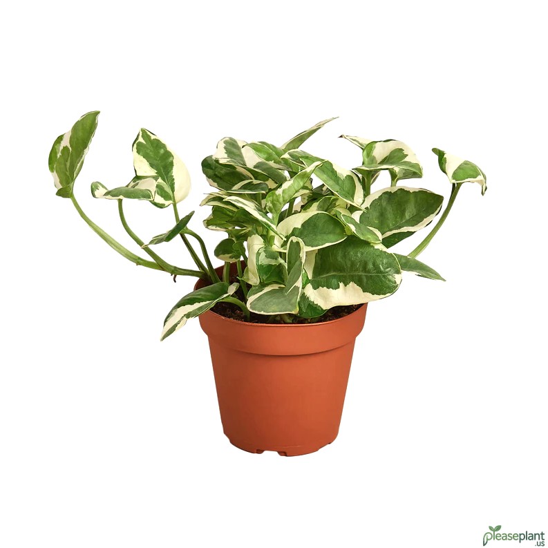 Pothos N’Joy Scientific Name Explained