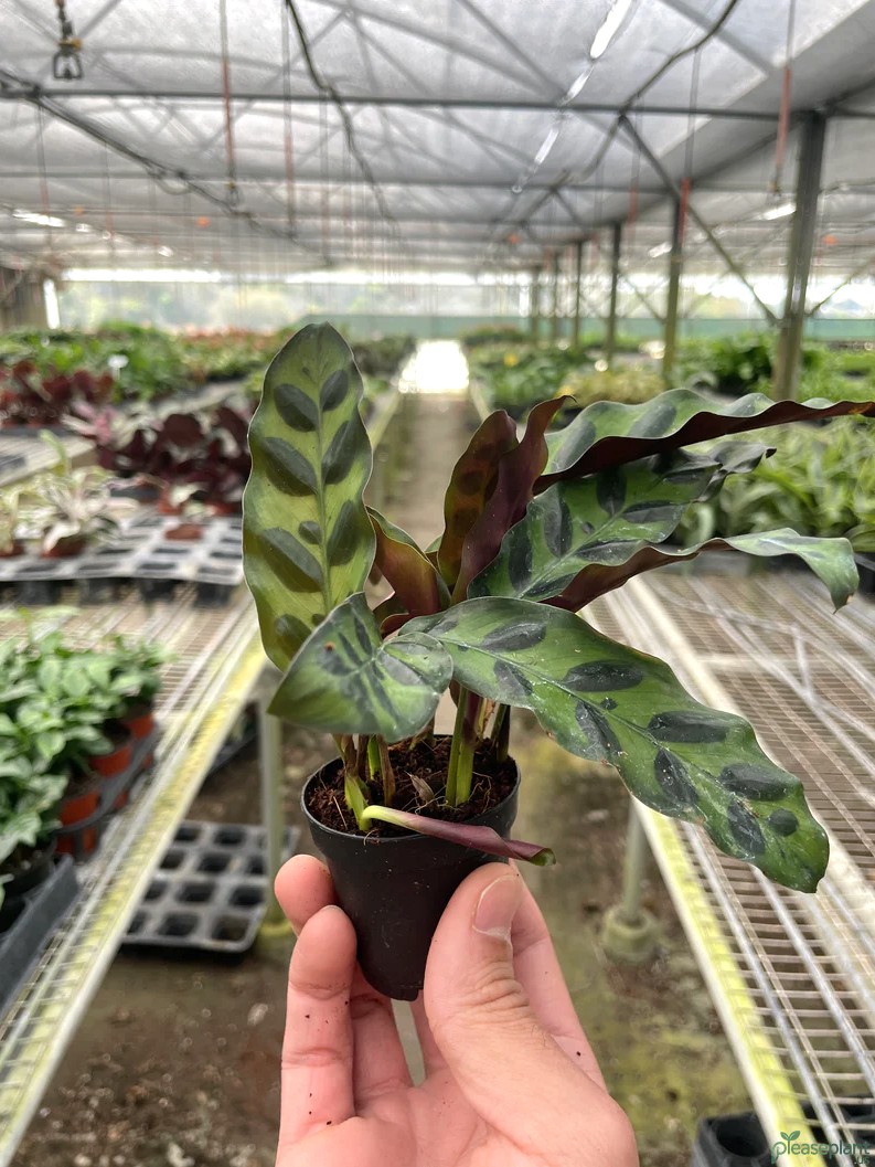 Air-Purifying Power of the Rattlesnake Plant