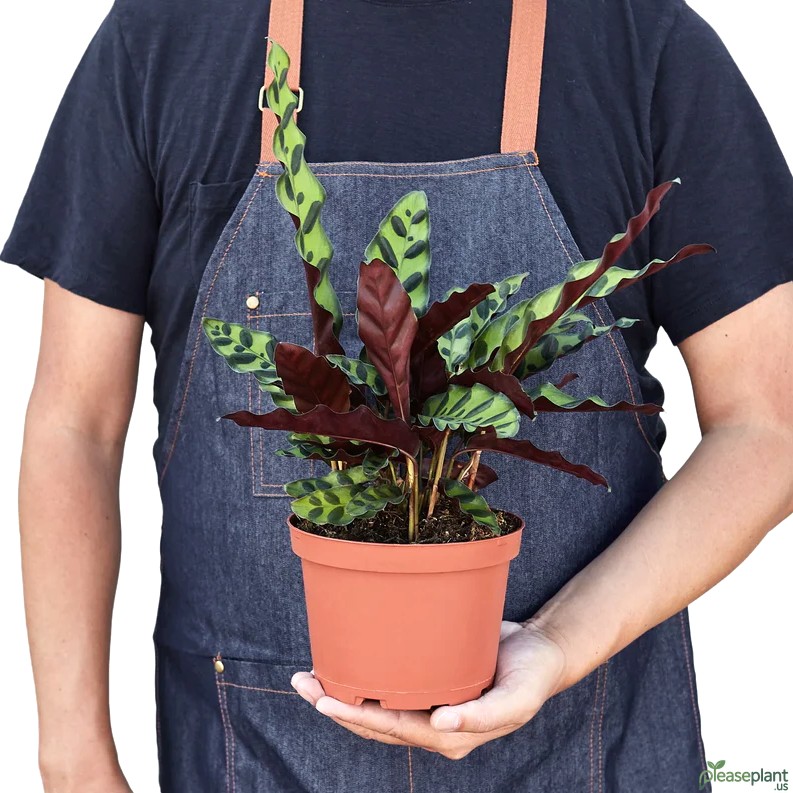 Calathea Lancifolia - Rattlesnake Plant 2