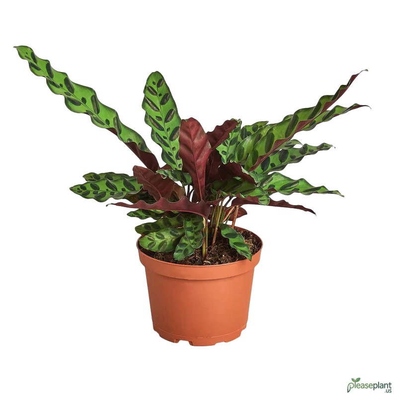 Best Soil Mix for a Thriving Rattlesnake Plant