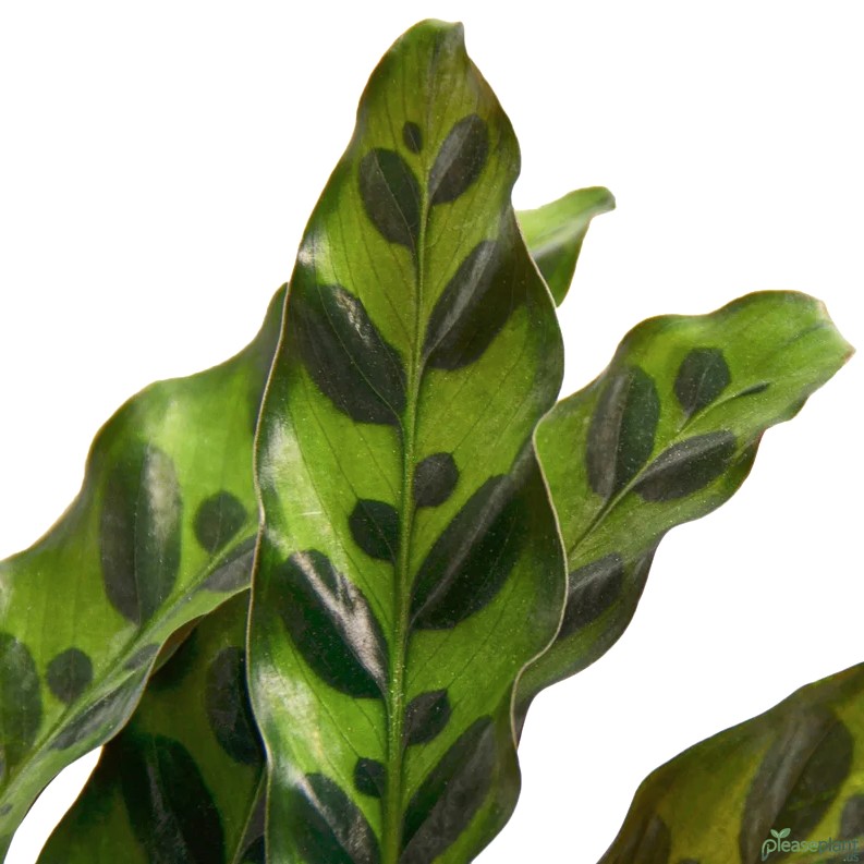 Calathea Lancifolia - Rattlesnake Plant 4