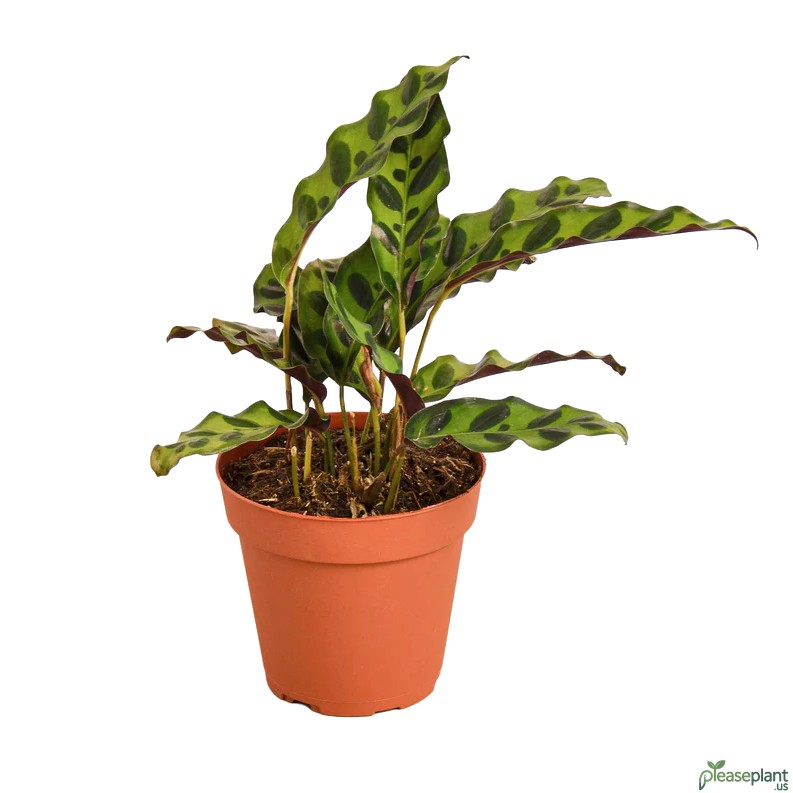 Calathea Lancifolia - Rattlesnake Plant 5