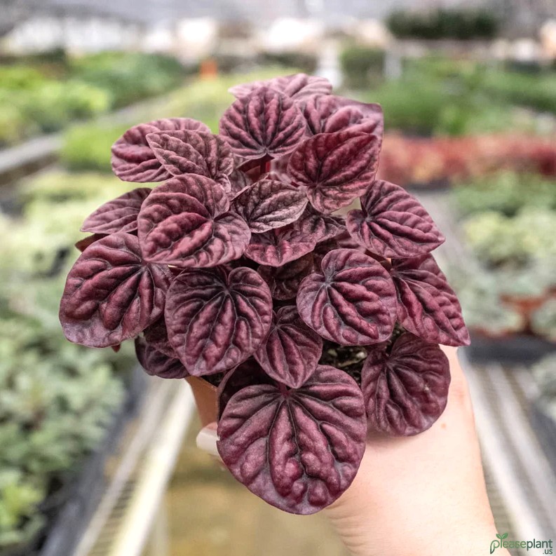 Peperomia Ripple Red