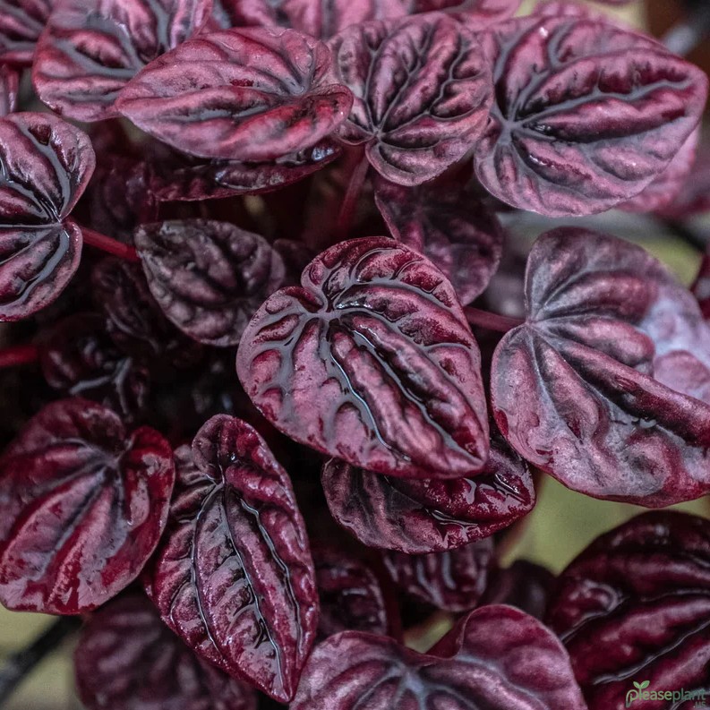 Peperomia Ripple Red Leaf Loss Why It Happens And How To Stop