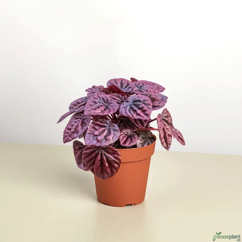 Peperomia Ripple Red vs Emerald Ripple ID | Best Pick