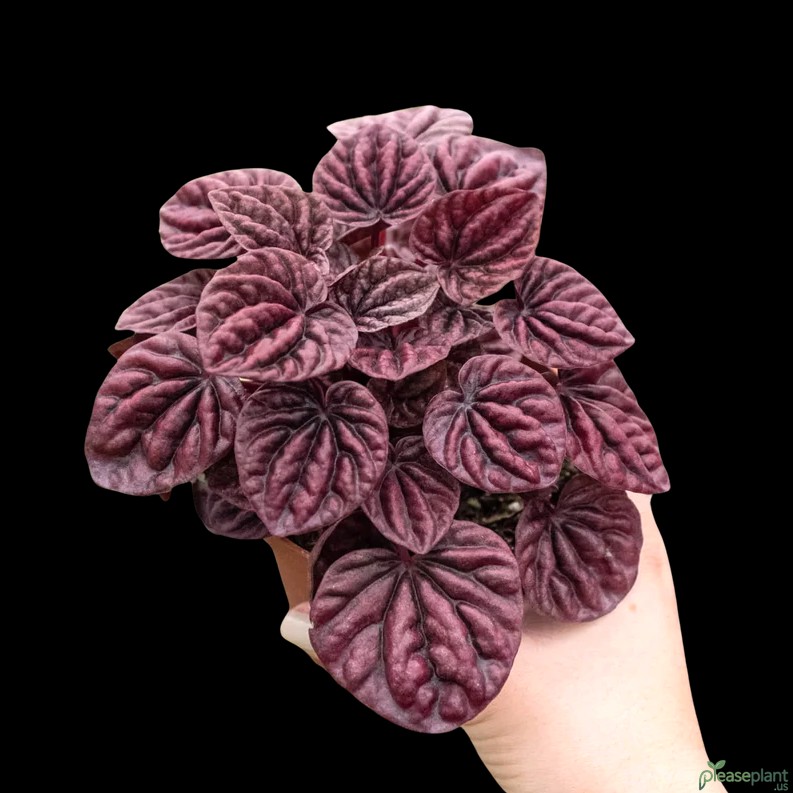 Common Pests on Peperomia Ripple Red and Treatment