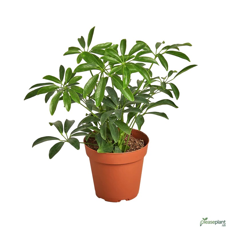 Schefflera Arboricola - Dwarf Umbrella Tree