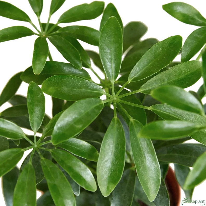 Schefflera Arboricola - Dwarf Umbrella Tree 2