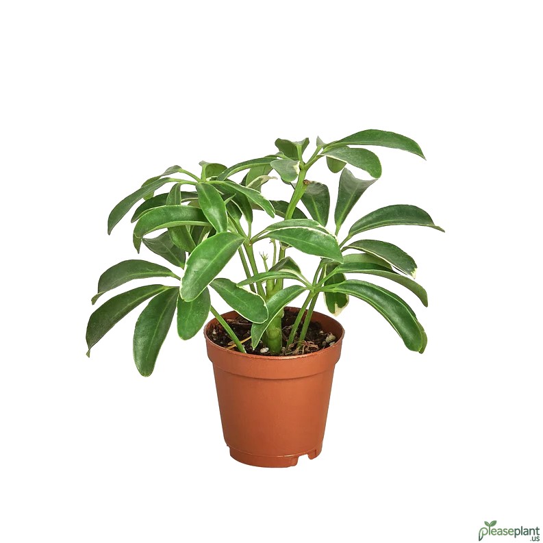 Schefflera Arboricola - Dwarf Umbrella Tree 3