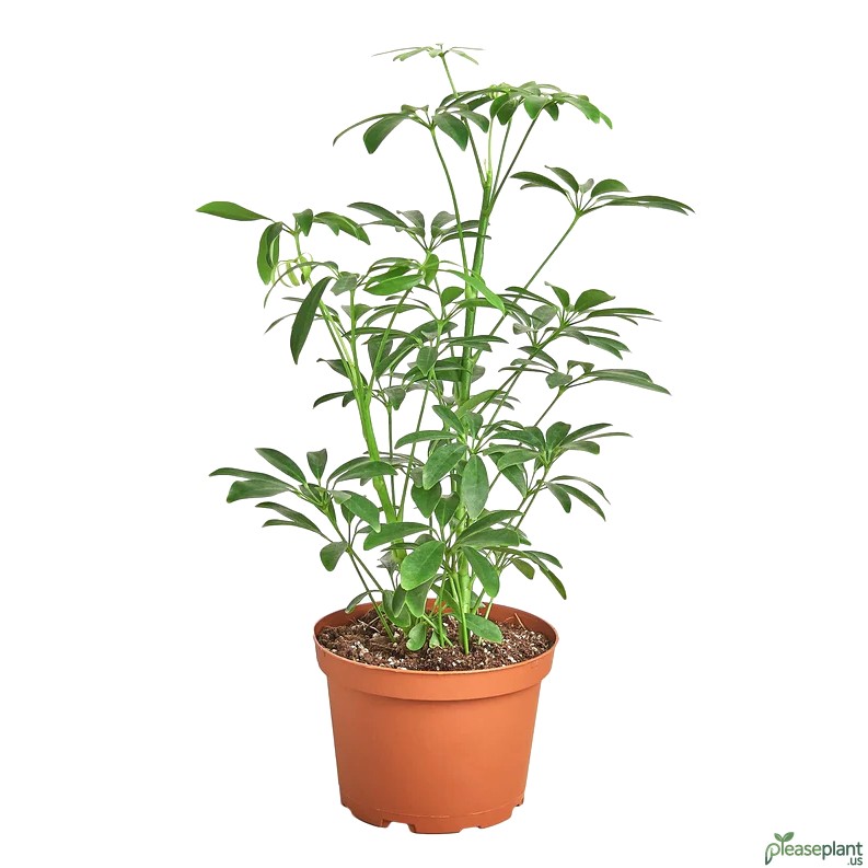 Schefflera Arboricola - Dwarf Umbrella Tree 4