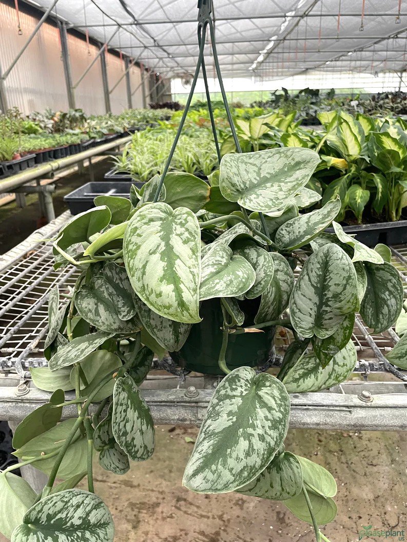 Is Silver Splash Pothos Toxic to Cats? Real Concern or False One?