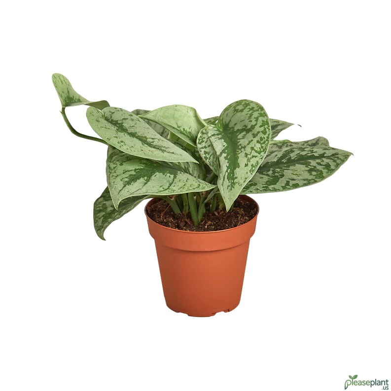 Silver Splash vs Silvery Ann Pothos (Common buyer confusion)