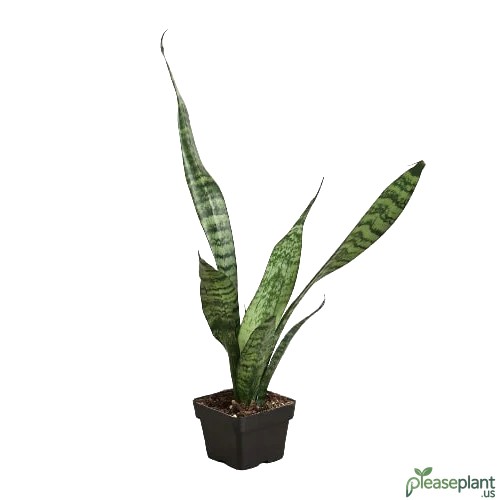 Snake Plant - Zeylanica