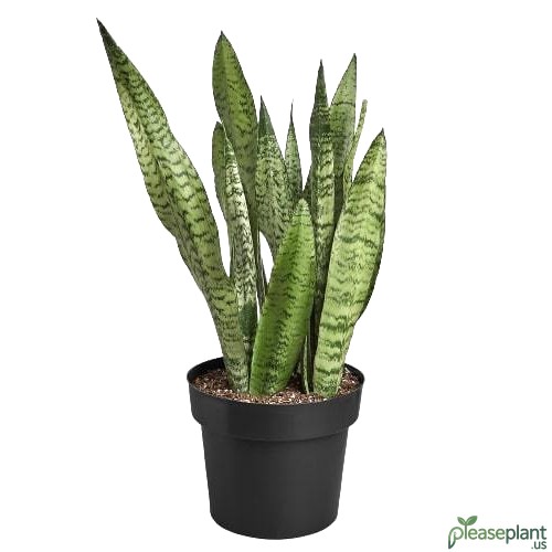 Snake Plant - Zeylanica 2