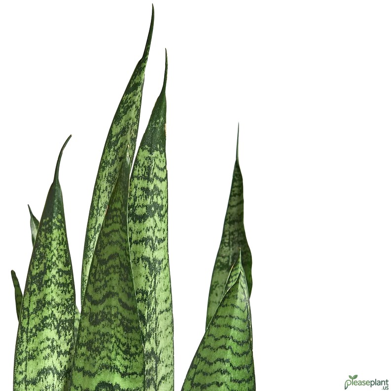 NASA Study Confirms Air Cleaning Power of Snake Plants