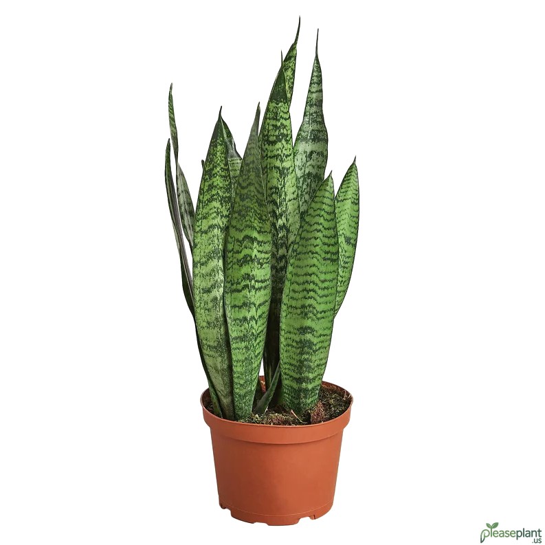 Snake Plant - Zeylanica 4