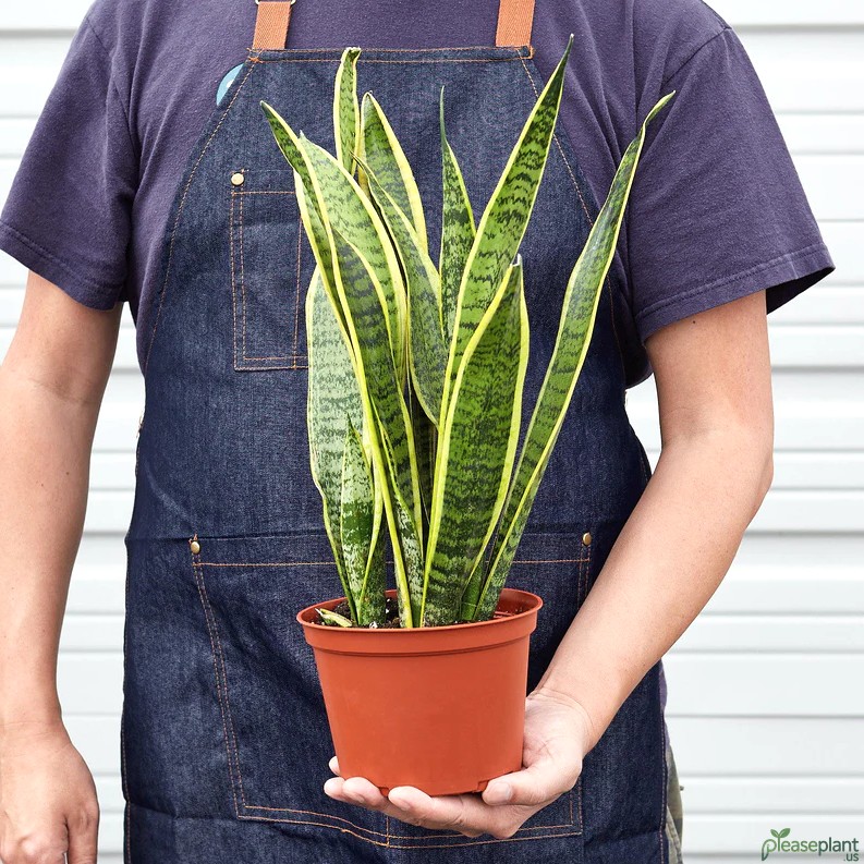 Snake Plant Laurentii