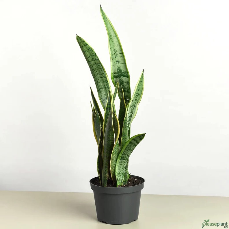 Does the Snake Plant Laurentii remove formaldehyde? The Truth