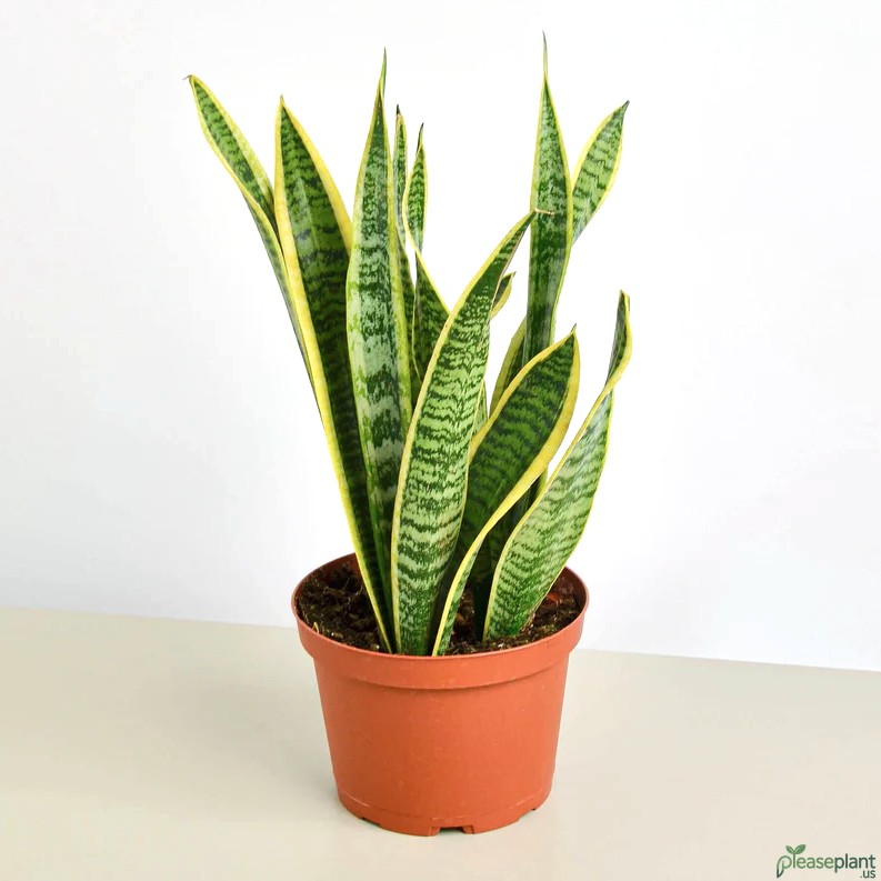 Oxygen at Night: How Snake Plant Laurentii Improves Sleep Quality