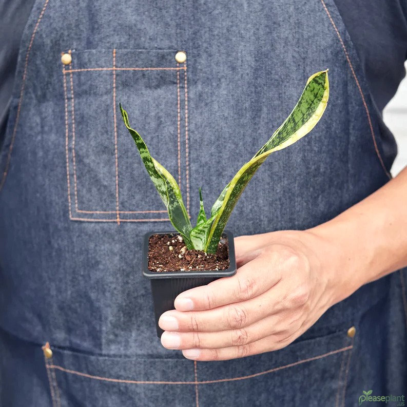 Oxygen at Night: How Snake Plant Laurentii Improves Sleep Quality