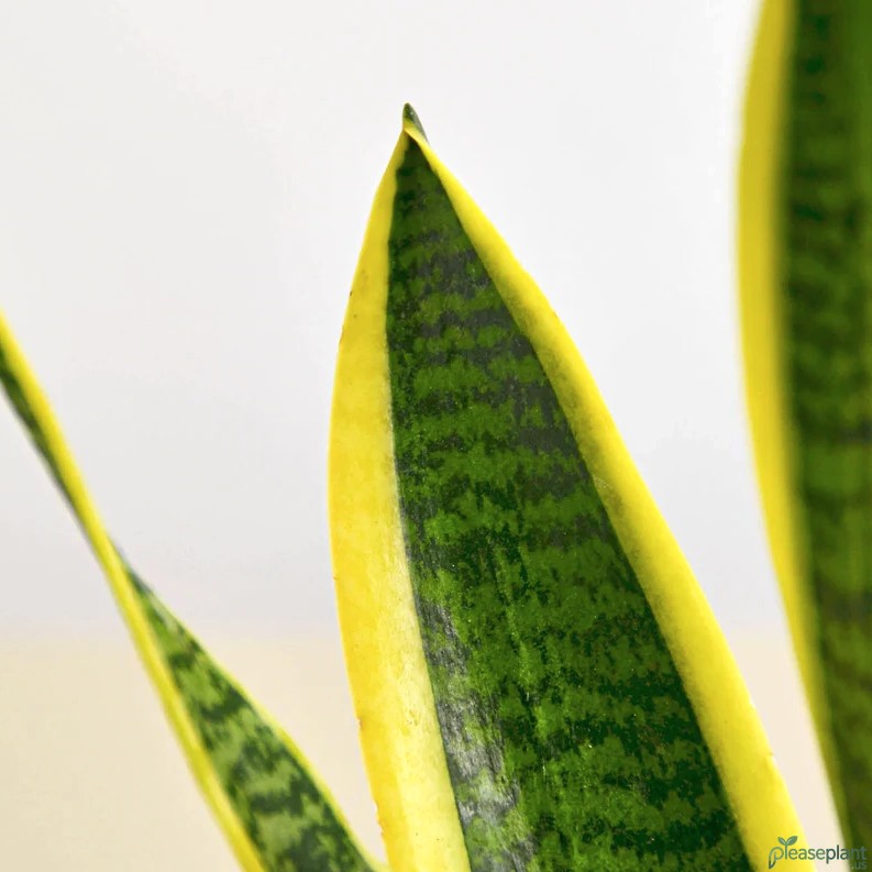 Snake Plant Light Requirements: Thriving in Low-Light Spots
