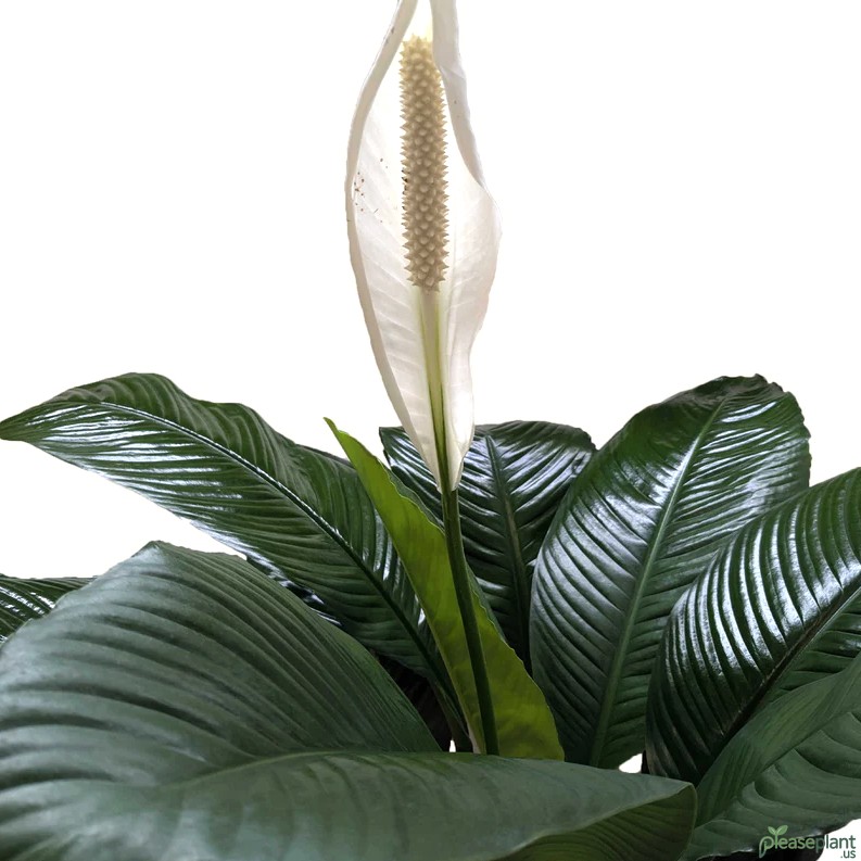 Spathiphyllum Peace Lily