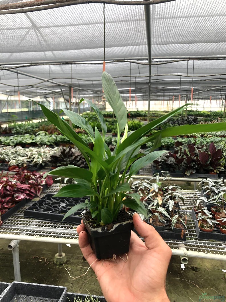 Beginner Spathiphyllum Peace Lily Care Secret Tips