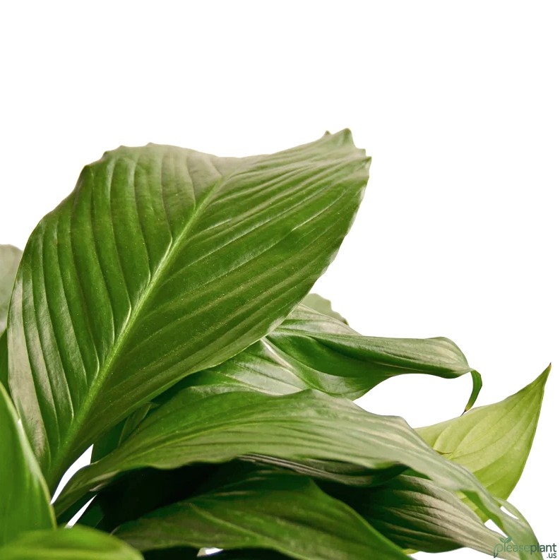 Tiny Bugs in Peace Lily Soil - My Simple Cure Worked