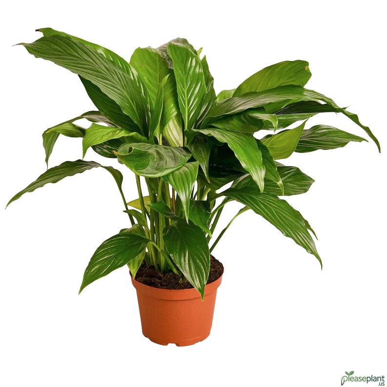 Tiny Bugs in Peace Lily Soil - My Simple Cure Worked