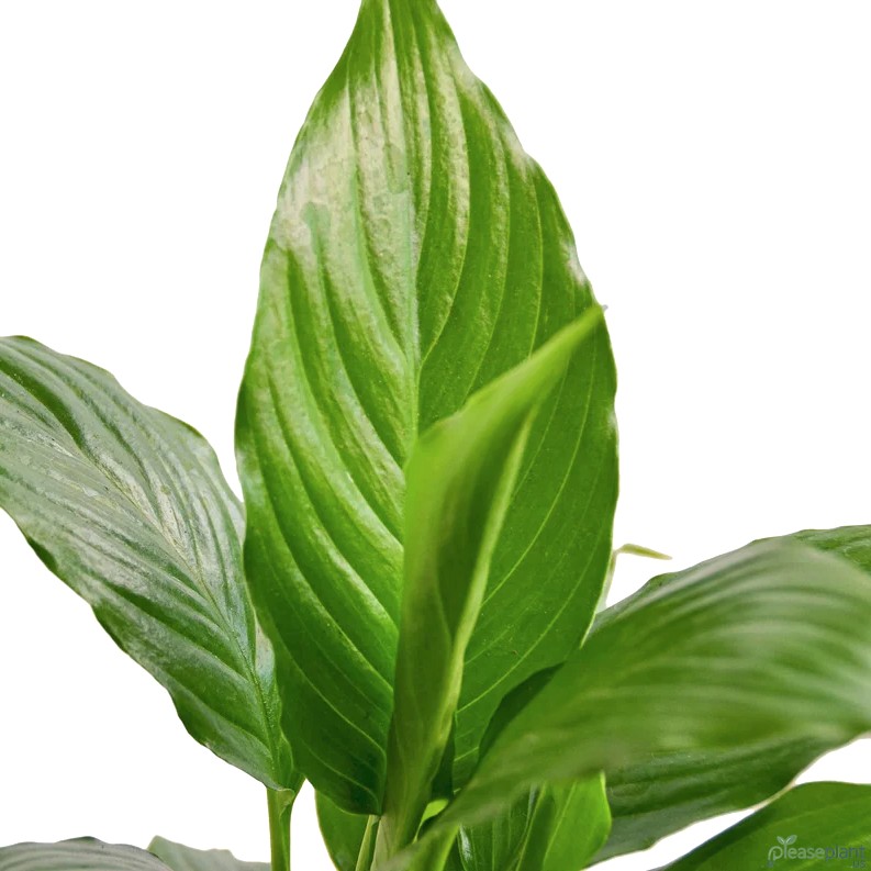 Keep Your Peace Lily Alive Forever | My Water Tip