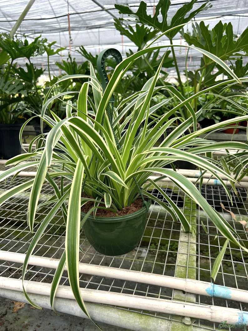 Spider Plant Reverse