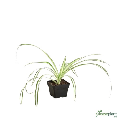 Spider Plant Reverse 2