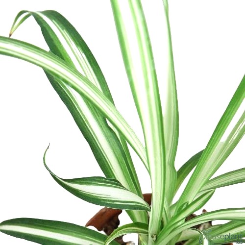 Reverse vs. Classic Spider Plant: See the Color Flip