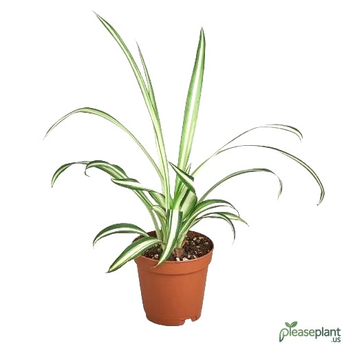 Reverse vs. Classic Spider Plant: See the Color Flip