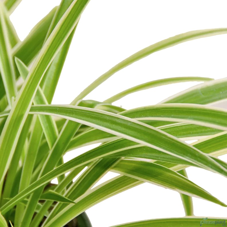 Spider Plant Reverse 5