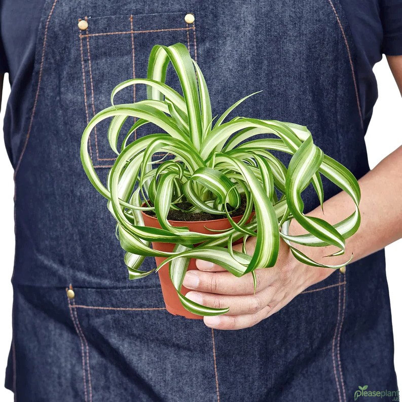 Pet Safe? Curly Spider Plant & Your Furry Friends