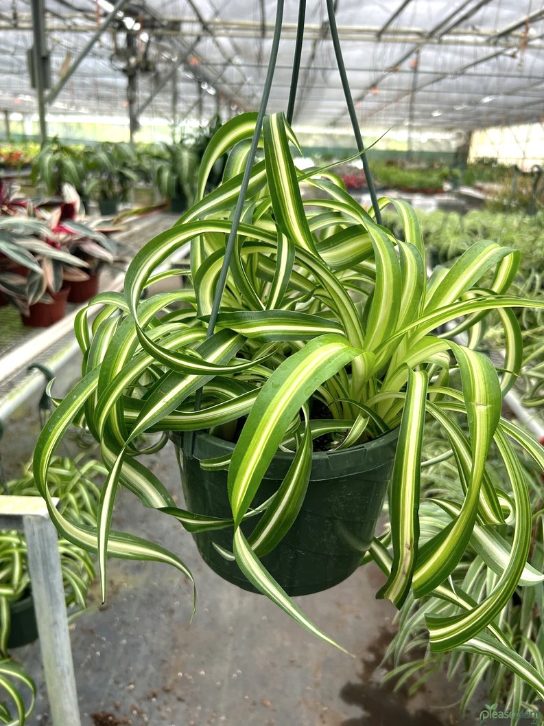 Pet Safe? Curly Spider Plant & Your Furry Friends