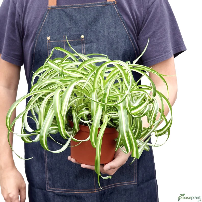 Spider Plant - Curly Bonnie Plant 3