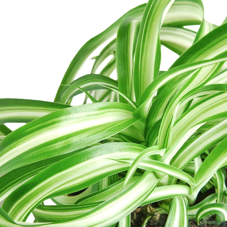 Spider Plant - Curly Bonnie Plant 4