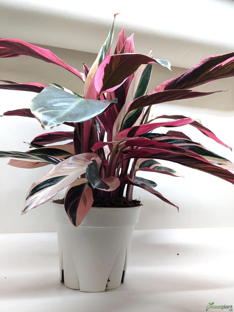 Stromanthe Triostar Plant