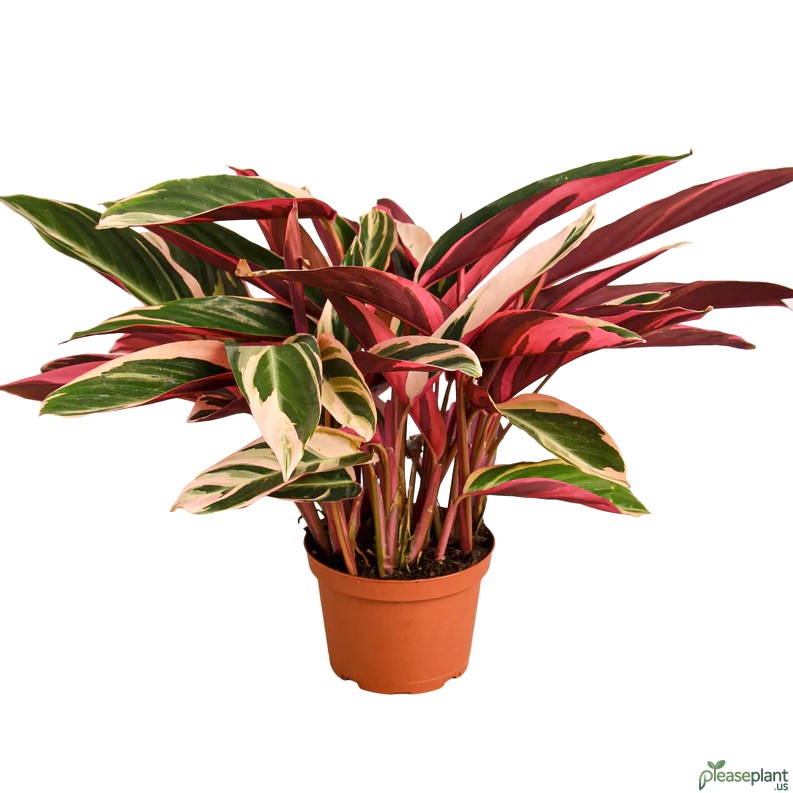 Stromanthe Triostar vs Ctenanthe Triostar + Pet Safety