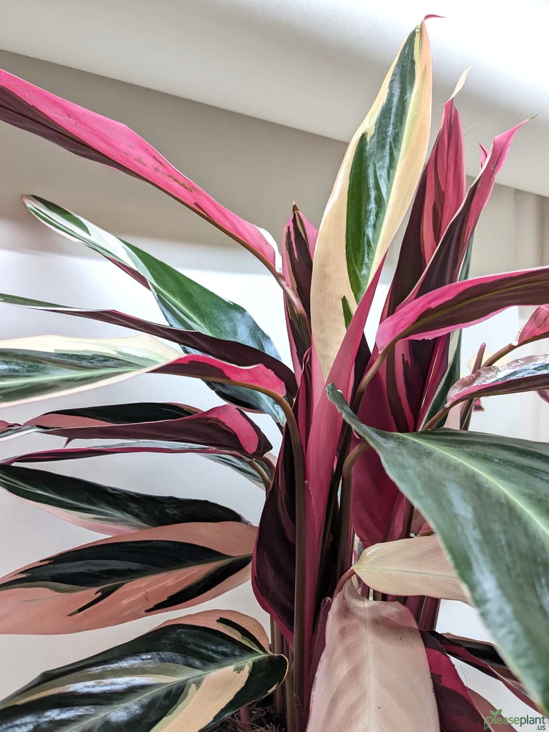 Stromanthe Triostar vs Ctenanthe Triostar + Pet Safety