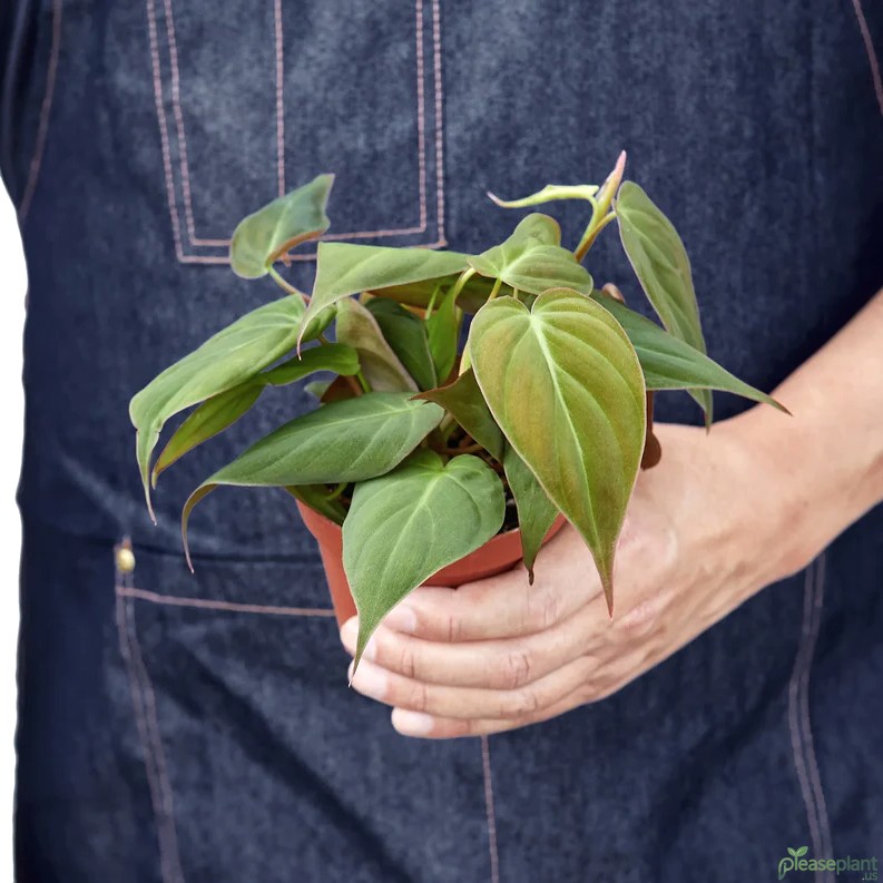 Philodendron - Velvet Leaf Plant