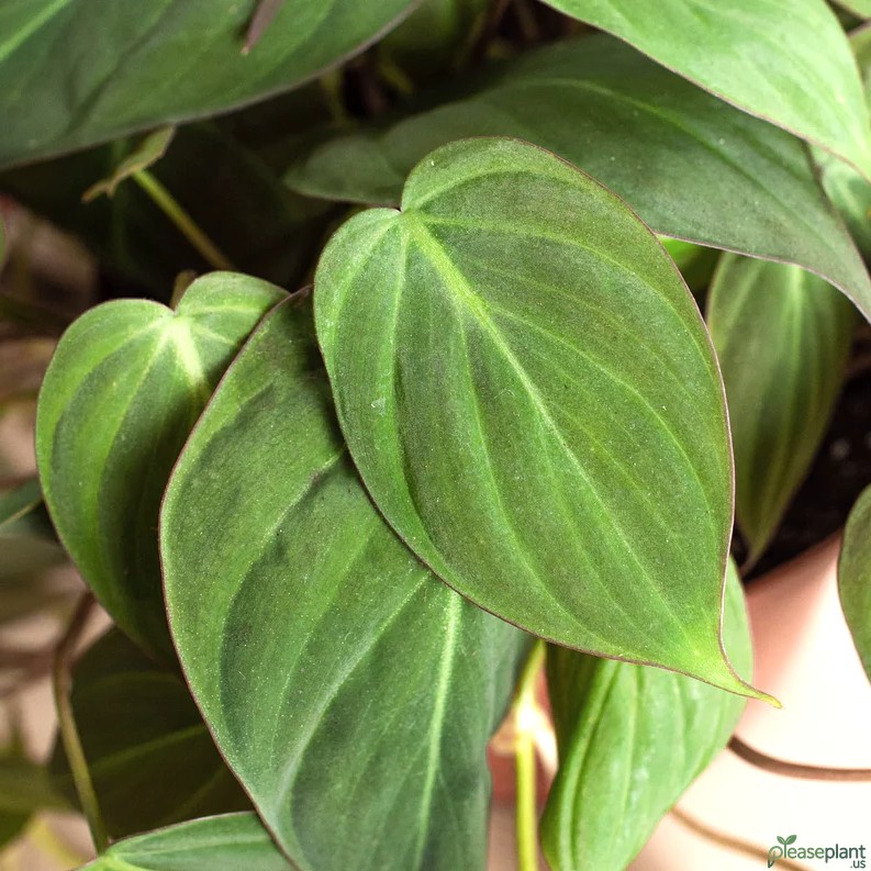 Velvet Leaf's Toxicity: Plant Risks for Cats, Dogs, and Kids