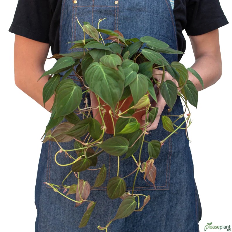 What is a Velvet Leaf plant good for?! Things To Know Today