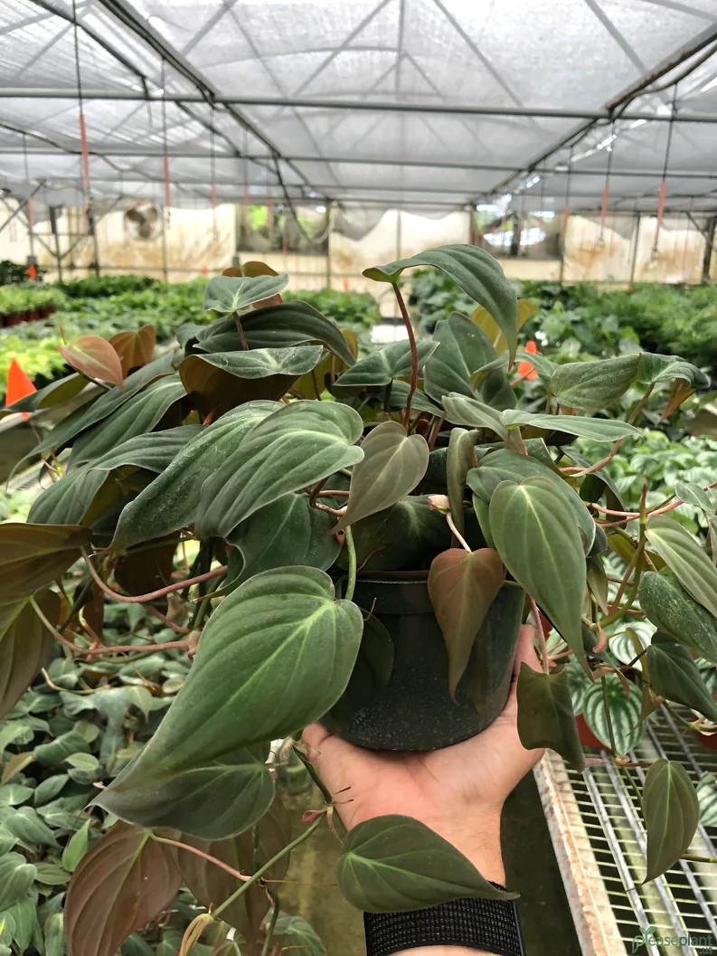 Philodendron - Velvet Leaf Plant 4