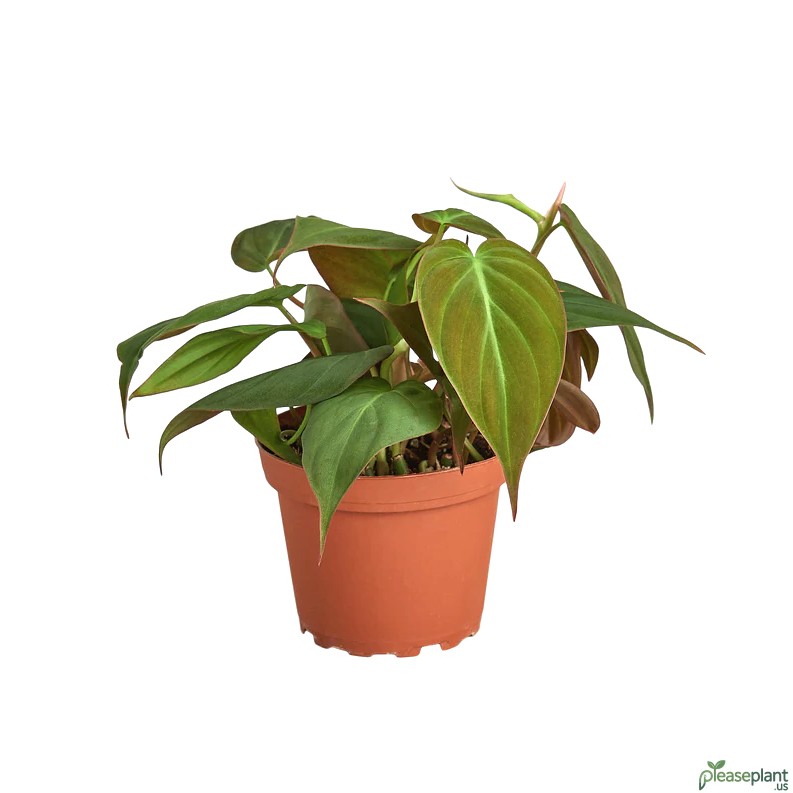 Is Micans Velvet Leaf Rare? Understanding Availability and Demand